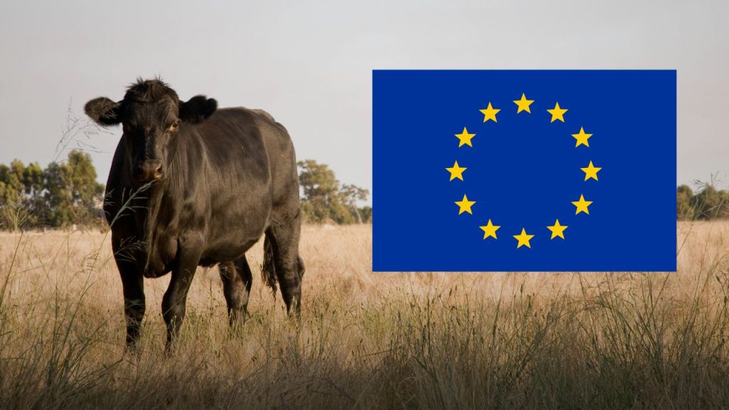 Image of Black angus cow in Australia with a EU flag graphic.