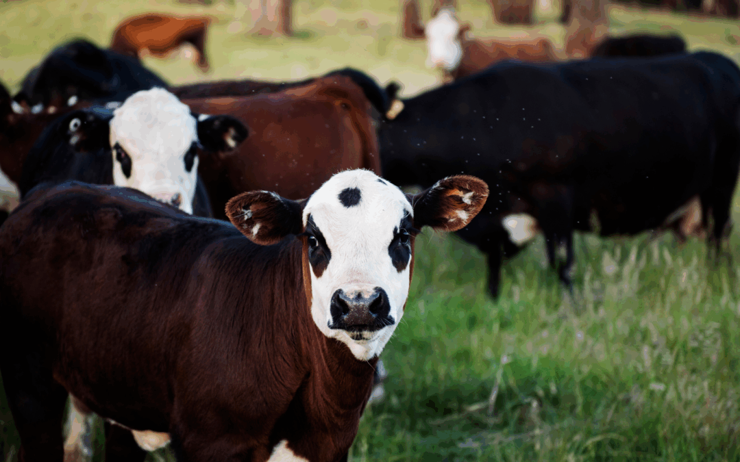 Australian Meat Industry Council welcomes the removal of US tariffs on Australian Beef